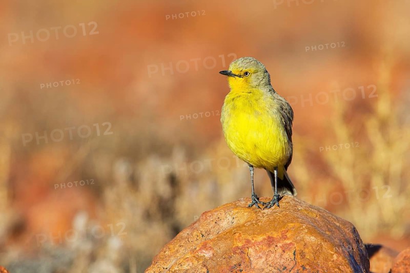 Gibberbird (Ashbyia lovensis) perched on stony ground, South Australia, Australia