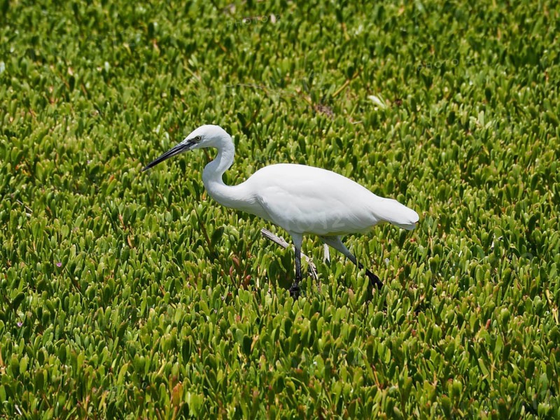 A little egret (Egretta garzetta) forages for food in a green wetland, Gran Canaria, Spain