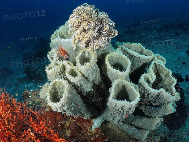 Close-up of a spiny tube sponge (Callyspongia (Cladochalina) aerizusa) and corals on the seabed in a deep blue ocean setting, Prapat dive site, Penyapangan, Bali, Indonesia