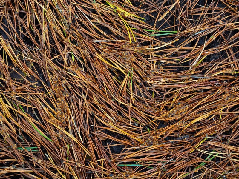Pine needles lie on the forest floor, Nossentiner Schwinzer Heide nature park Park, Mecklenburg-Western Pomerania, Germany