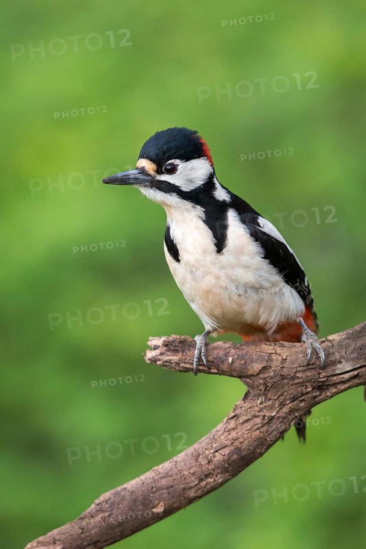 Great Spotted Woodpecker, Great Spotted Woodpecker, Birds, High Size, Portrait, Piciforms, Woodpeckers, Birds, Woodpecker