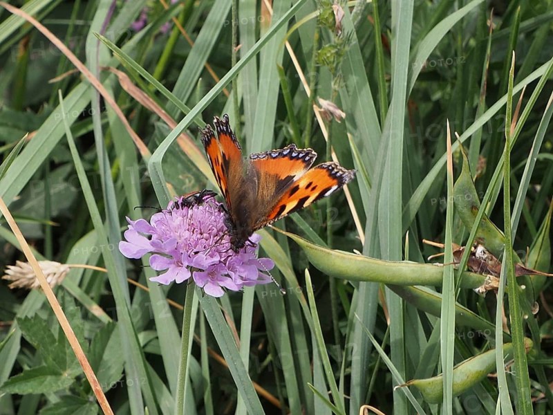 A butterfly with orange wings, the Small tortoiseshell (Aglais urticae), is perched on a purple flower surrounded by grass, Goms, Canton of Valais, Switzerland