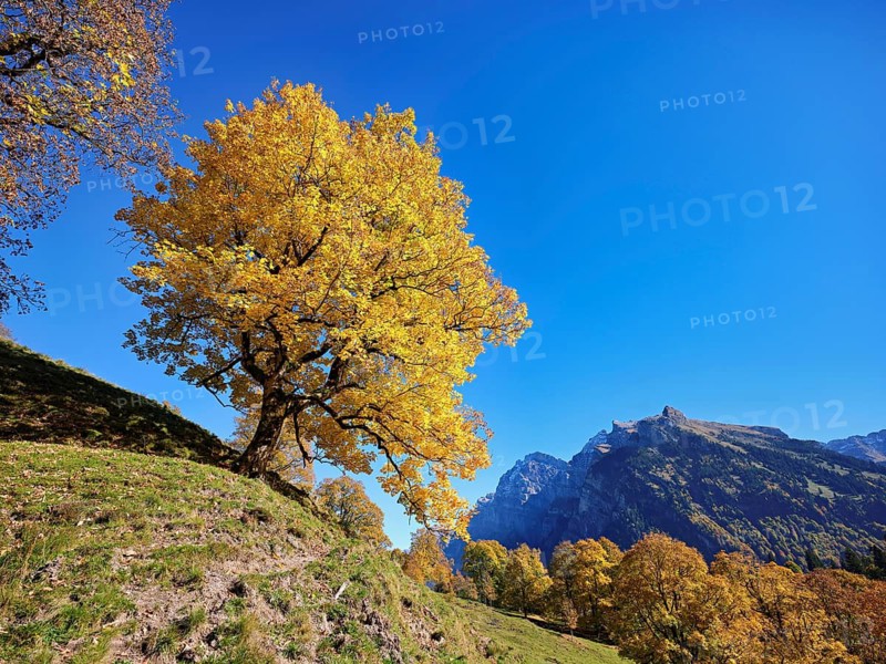 Old sycamore maple (Acer pseudo plantanus), in autumnal discolouration, Canton Glarus, Switzerland