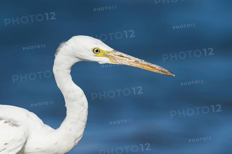Western Reef Heron (Egretta gularis), Eilat, Israel
