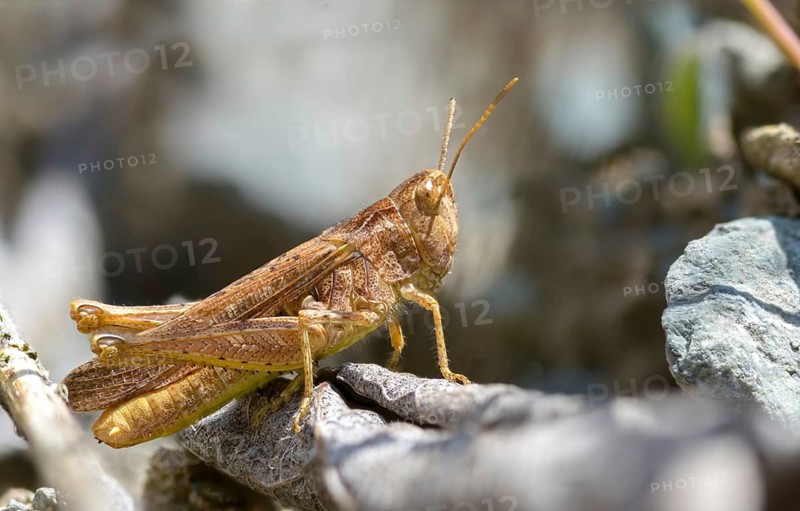 Acrididae, Caelifera, Chorthippus apricarius, field grasshopper, field locust, gomphocerinae, short-feeler, locomotive grasshopper, upland field grasshopper, female, grasshopper, grasshoppers, insects, insects, female