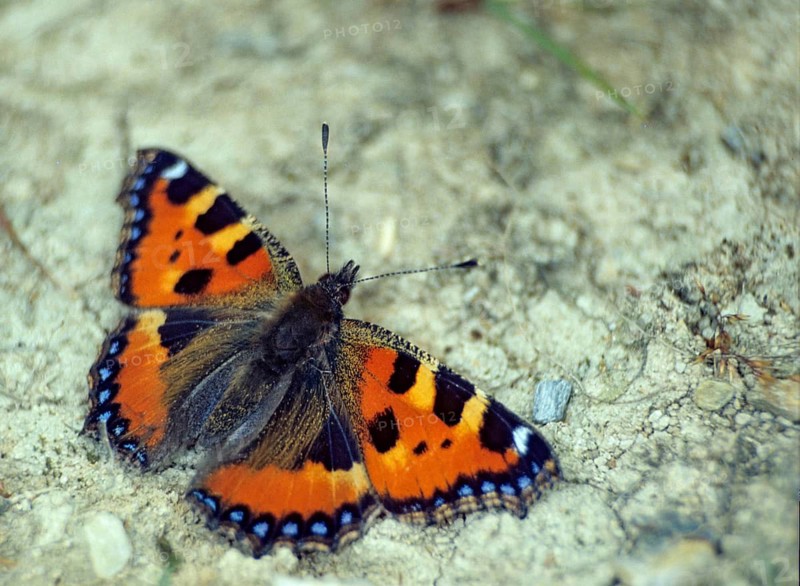Aglais urticae, little fox, nymphalis urticae, small tortoiseshell, butterfly, insects, leo, butterfly, butterflies