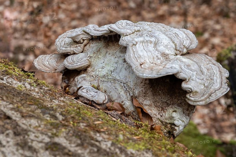 Flat lacquer porling, ganoderma applanatum, ganoderma lipsiense, lacquer porling, painter's mushroom, artist's bracket, artist's conk, artist's fungus, bear bread, fungi, mushrooms