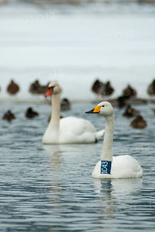 Cygnus cygnus, cygnus olor, mute swan, whooper swan, anatidae, birds, duckbirds, neck ring, high size, portrait format, cusp swan, swan, swans, swans, swans, birds, waterbirds, waterbirds, waterbirds