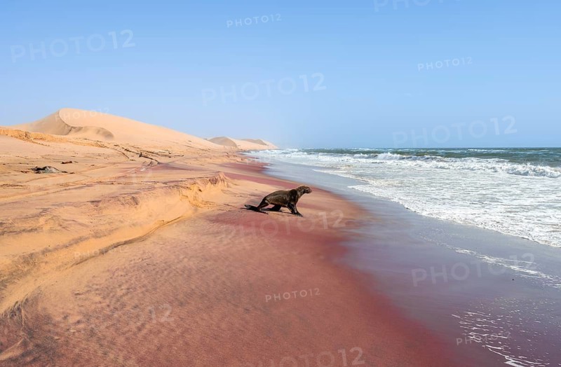 Dwarf fur seal (Arctocephalus pusillus) on the beach, sandy beach with pink sand, Atlantic coast, Namib Naukluft Park, Namib Desert, Namibia