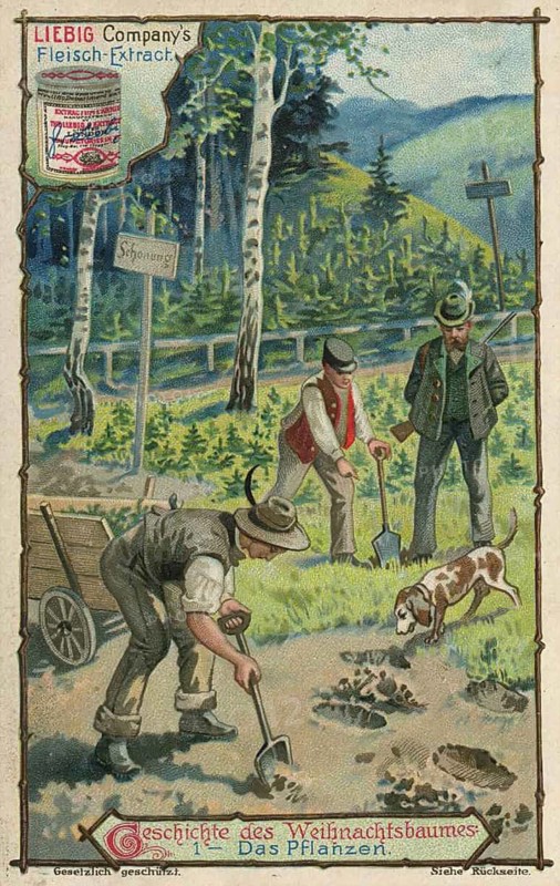 Picture series Story of the Christmas tree, forest workers and a forester planting young seedlings in a wooded area marked by a sign as protection, picture of love, digitally restored reproduction of a collector's painting from around 1900, exact date unknown