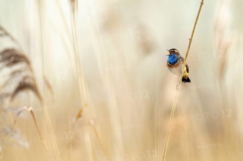 Courting bluethroat Luscinia svecica cyanecula) on his singwarte, Dümmer, Lembruch, Lower Saxony, Germany