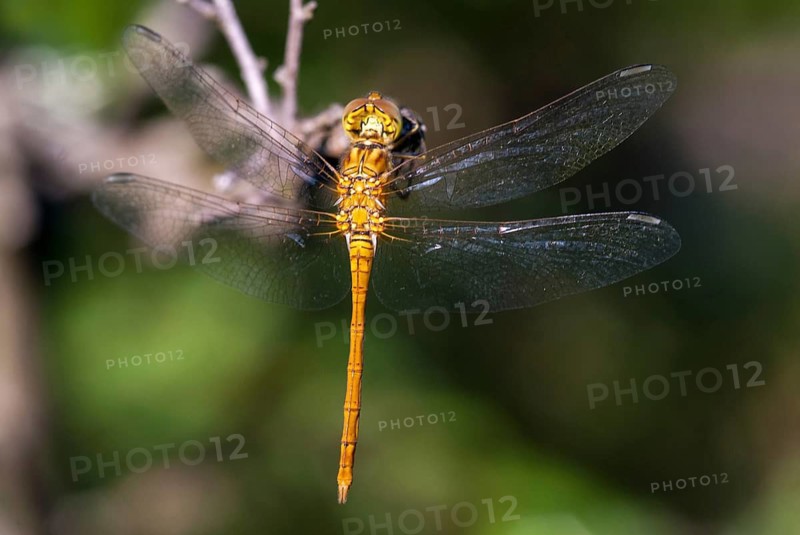 Southern Darter, Sympetrum Meridional, Southern Heidelibel, Anisoptera, Damselflies, Dragonflies, Greece, Adolescent, Insects, Young Animal, Juvenile, Dragonflies, Odonata