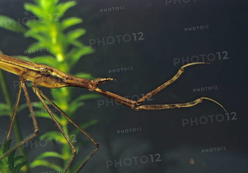 Ranatra linearis, stick bug, water needle, water stick bug, aquatic, insects, portrait, bugs, water bugs