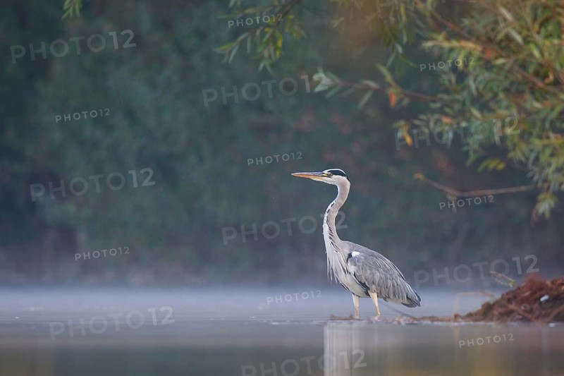 Grey Heron (Ardea cinerea) foraging in swallow water on foggy morning, North Rhine-Westphalia, Germany