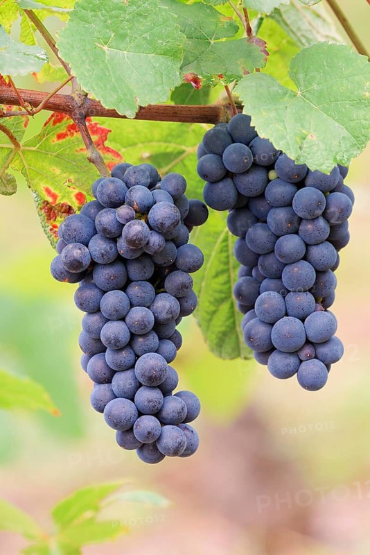 Grapes on the vine, Pinot Noir or Pinot Noir grape variety, Alsace, Grand Est, France