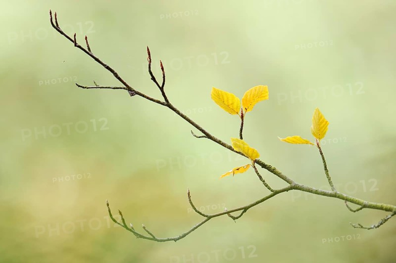 European beech (Fagus sylvatica), a twig with leaves in autumn, North Rhine-Westphalia, Germany