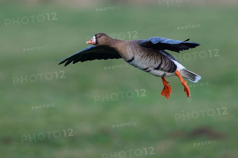 Greater White-fronted Goose (Anser albifrons) flying, North Rhine-Westphalia, Germany