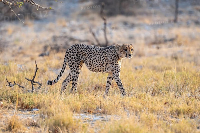 Cheetah (Acinonyx jubatus) running in dry savannah, Etosha National Park, Namibia