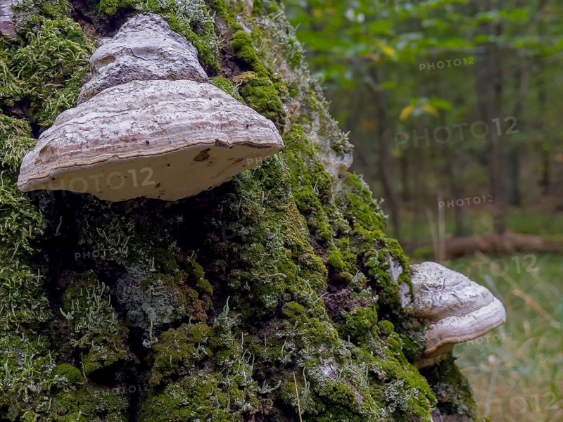 Tinder fungus, Common tinder fungus, Hadersau, Hadernsau (Fomes fomentarius)