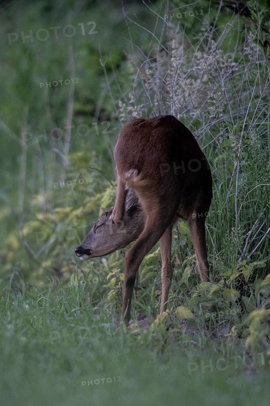 Roe deer (Capreolus capreolus), Emsland, Lower Saxony, Germany