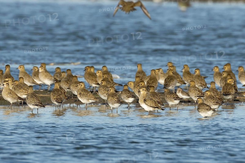 Golden plover (Pluvialis apricaria) adult wading birds in a flock standing on or around a small island in a lagoon, England, United Kingdom
