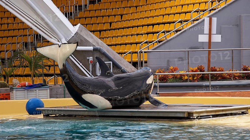 Orca lies next to a water basin in an empty spectator area with yellow seats, Orcas (Orcinus orca), Orca show, Whales, Killer whales, Animal show, Loro Parque, Puerto de la Cruz, Tenerife, Canary Islands, Spain