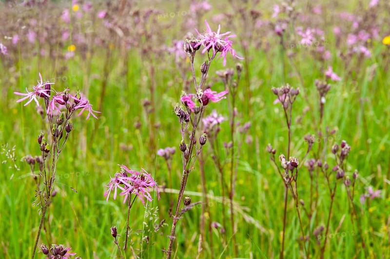 Caryophyllaceae, cuckoo clove, lychnis flos-cuculi, clove family, ragged-robin, silene flos-cuculi, wetland, flora, plants