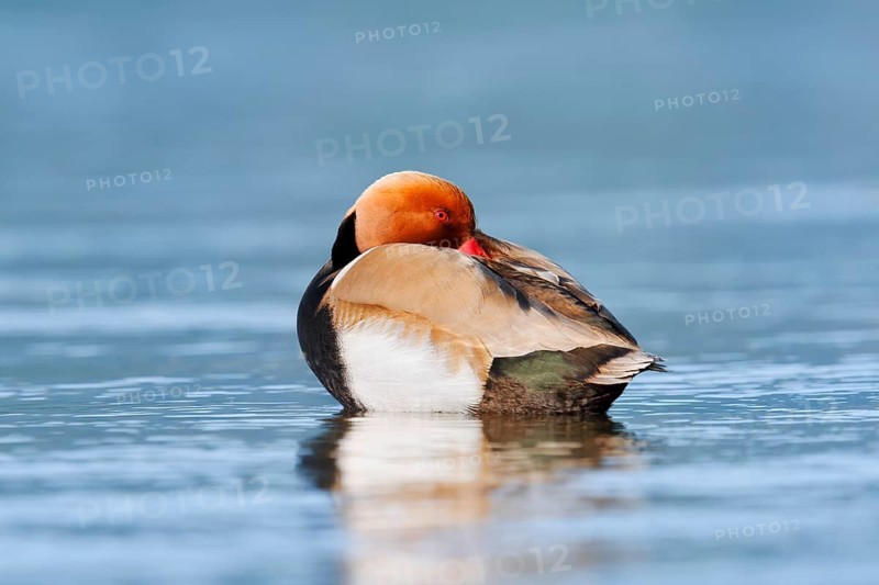 Red-crested Pochard (Netta rufina), drake, Lake Constance, Baden-Württemberg, Germany