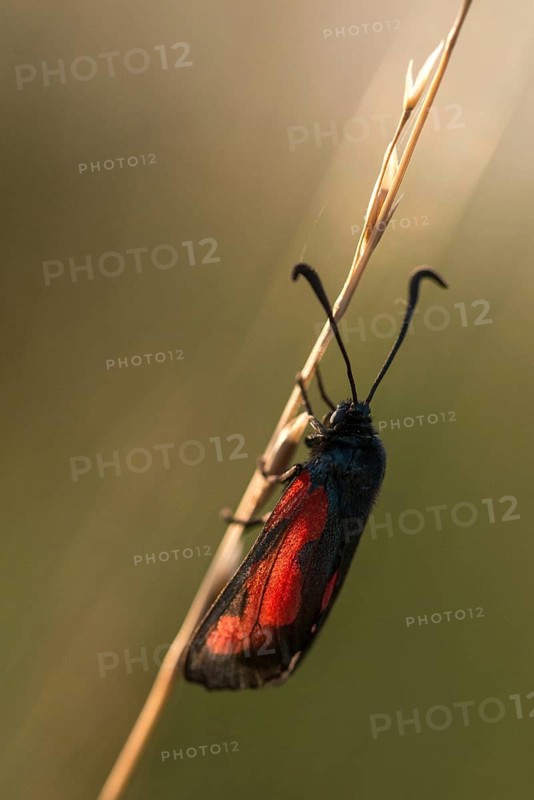 Thyme ram, transparent burnet, zygaena purpuralis, blood droplets, butterfly, high size, portrait format, insects, moths, moths, moths, moths, butterfly, ram
