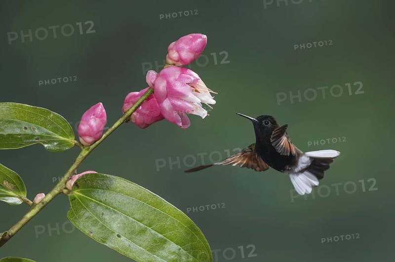 Black-bellied Hummingbird (Eupherusa nigriventris), Costa Rica
