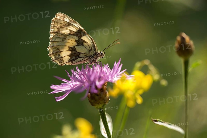 Board game, women's board, marbled white, melanargia galathea, checkerboard, butterfly, insects, butterfly, butterflies, butterflies, butterflies