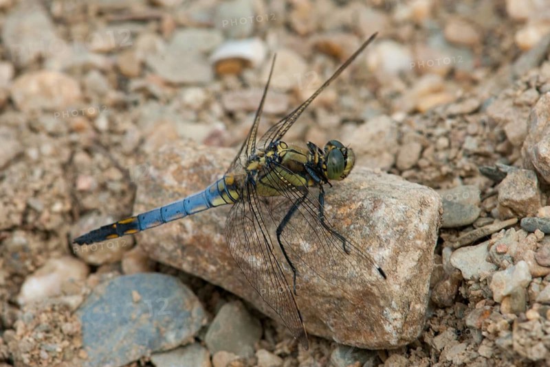 Black-tailed skimmer, big blue arrow, orthetrum cancellatum, anisoptera, damselflies, dragonflies, extremadura, insects, dragonflies, odonata, Spain