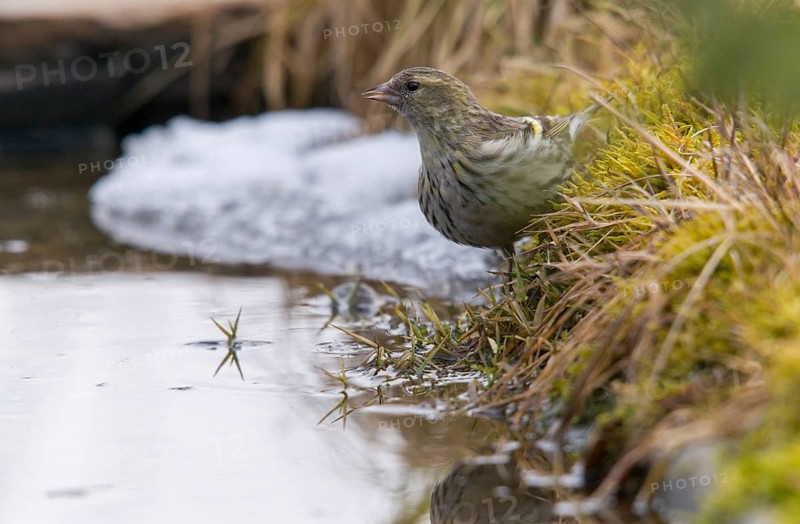 Carduelis spinus, siskin, spinus spinus, siskin, bath, bathe, bird bath, birds, passeri, snow, songbirds, water, birdbath, birds, watering place, winter