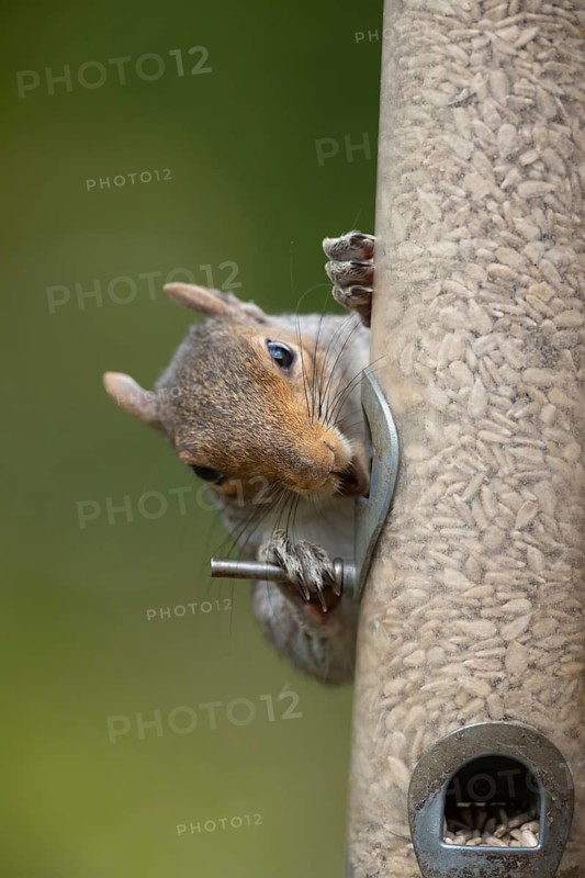 Grey squirrel (Sciurus carolinensis) adult animal feeding on sunflower hearts from a garden bird feeder, Suffolk, England, United Kingdom