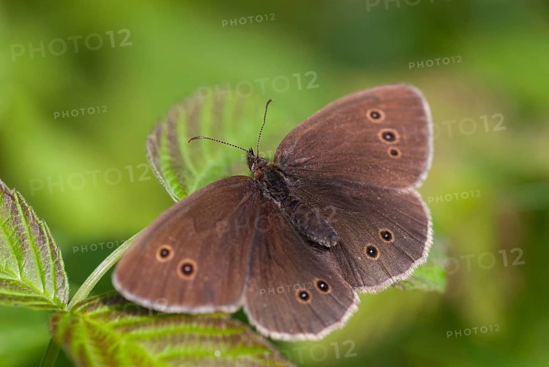 Aphantopus hyperantus, brown forest bird, ringlet, chimney sweep, forest bird, butterfly, insects, butterfly, butterflies