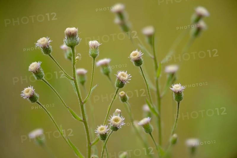 Asteraceae, professional herb, true professional herb, erigeron acris, daisy herb, bitter fleabane, blue fleabane, flora, plants, plants