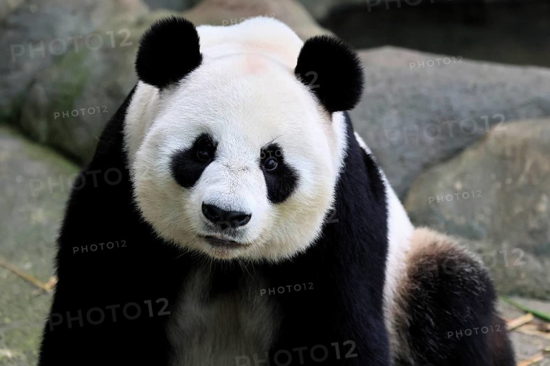 Giant Panda (Ailuropoda melanoleuca), adult, portrait, China