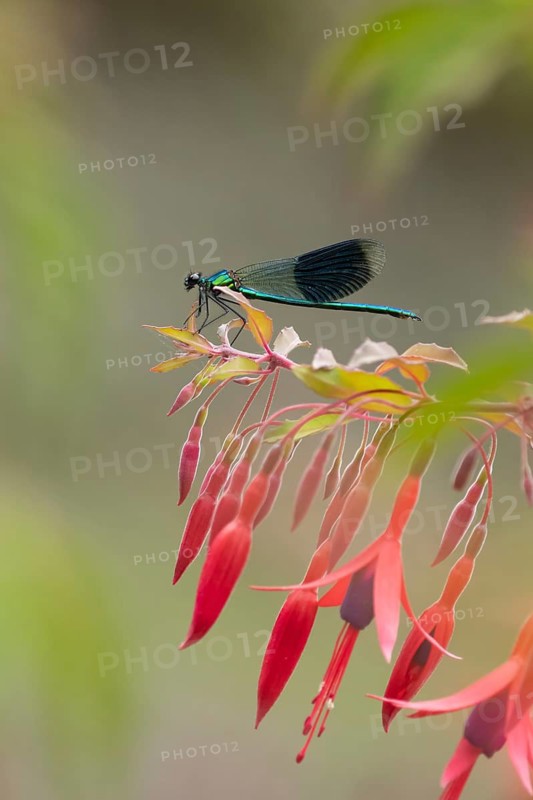 Banded demoiselle damselfly (Calopteryx splendens) adult male insect resting on a Fuchsia plant flowers in summer, England, United Kingdom