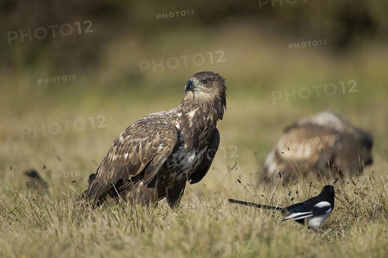 White-tailed Eagle (Haliaeetus albicilla) juvenile, Poland