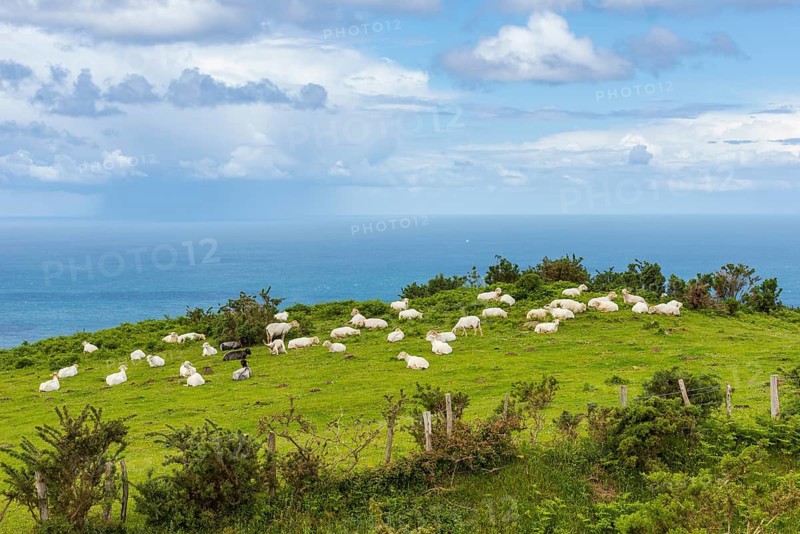 Sheep in green pasture at Pico Jaizkibel near Hondarribia on the Atlantic border between France and Spain