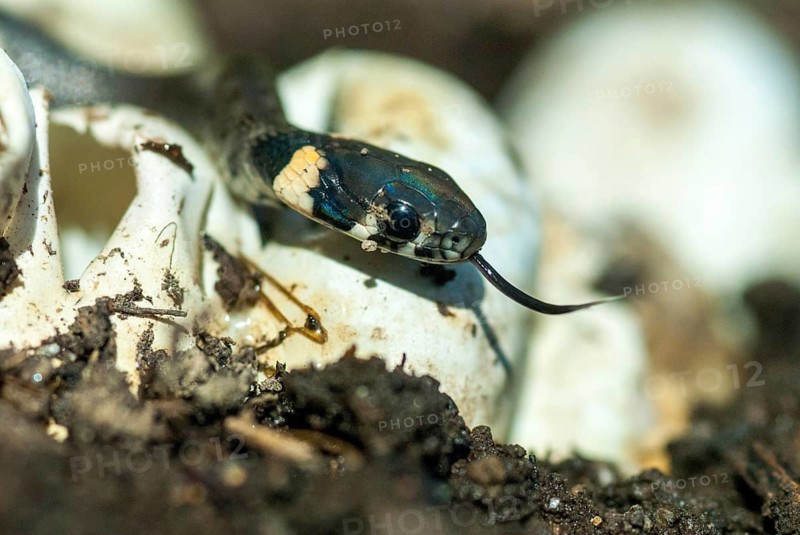 Grass Snake, Natrix Natrix, Grass Snake, Clutch, Critters, Eggs, Reptilia, Reptilia, Reptiles, Ringed Snakes, Snakes, Water Snakes