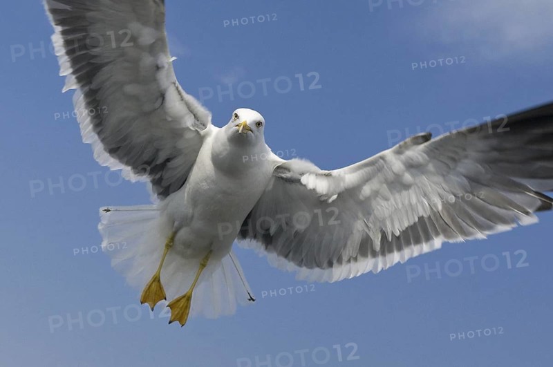 Lesser Black-backed Gull (Larus fuscus) flying, Texel, Netherlands