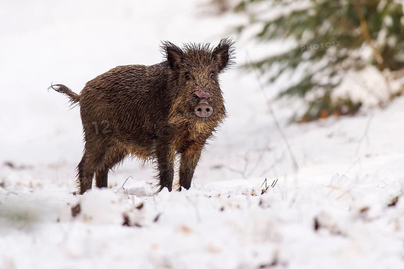 Wild boar (Sus scrofa) in the snow, Melle, Lower Saxony, Germany