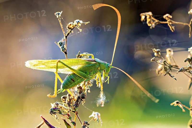 A grasshopper stands out in the sunlight amongst the plants: the Great green bush cricket near Herleshausen in Germany (Tettigonia viridissima)