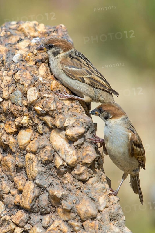 Tree sparrow, Passer Montanus, sparrow, birds, high size, portrait format, passeri, songbirds, sparrow, sparrow, sparrow, sparrow, sparrow, sparrow, sparrow, birds