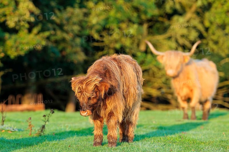 Early one sunny morning, a Highland cow (Bos primigenius taurus) stands with her calf in a green pasture at the edge of the forest. Bavaria, Germany