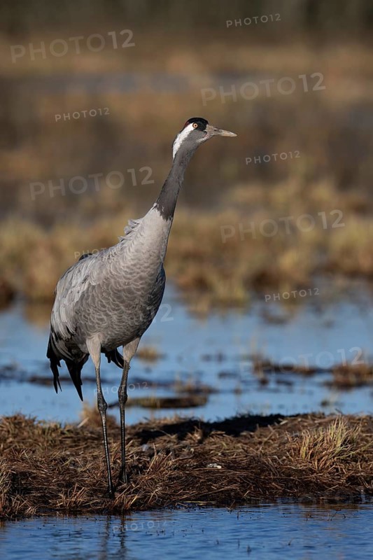 Common crane (Grus grus), Hornborga, Sweden