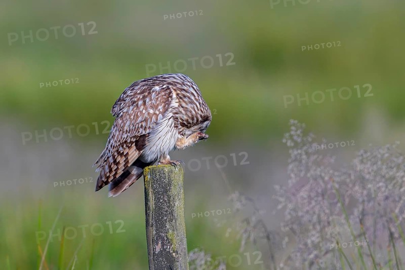 Short-eared owl (Asio flammeus) adult perched on fence post along field while preening foot feathers in late spring, early summer
