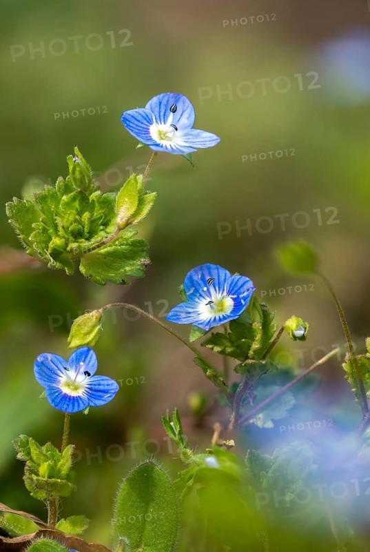 Brownroot, Persian speedwell, Persian honorary prize, plantaginaceae, scrophulariaceae, Veronica persica, plantain, birdeye speedwell, common field-speedwell, flora, high size, portrait format, large field speedwell, plants, plants