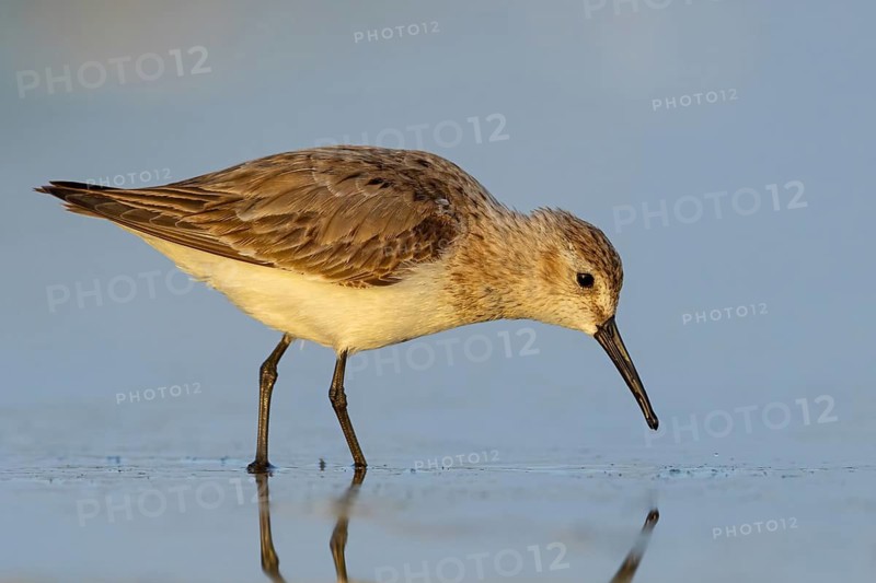 Animal, Animals, Bird, Birds, dunlin (Calidris alpina), Snipe bird, East Khawr / Khawr Ad Dahariz, Heligoland, Schleswig-Holstein, Federal Republic of Germany